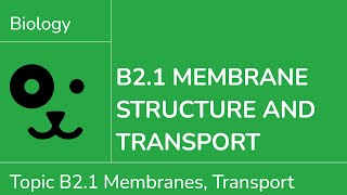 B2.1 Membranes and Transport [IB Biology SL\/HL]