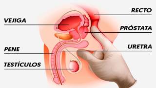 prostata anatomia y fisiologia pdf)