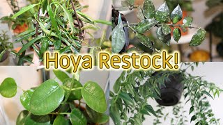 Etsy Shop Restock ALERT!! **Shop Closed for Winter 2022**| DreamsofHoya @dreamsofhoya