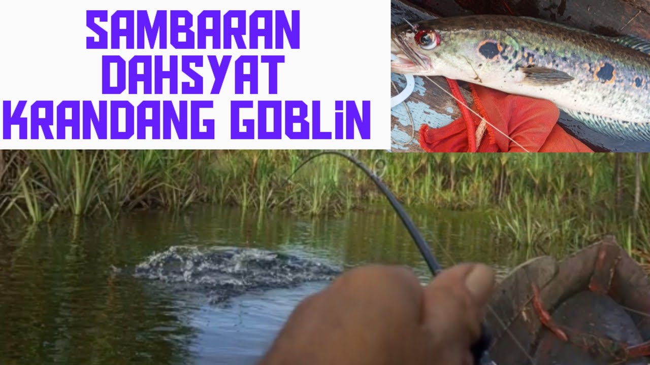 Sambaran dahsyat krandang goblin...