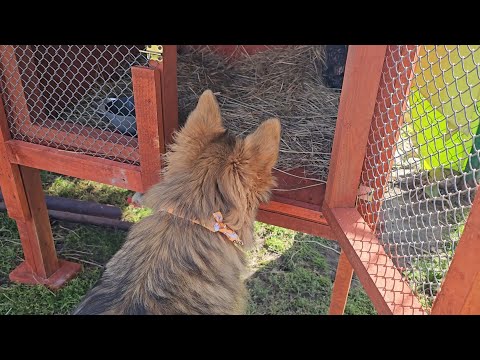 KOKOLINKA BECAME A MOM! - Napoleon is flirting with Trąbeczka