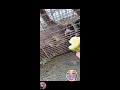 mami bell jp is live! Racoon Caught At Farm So Cute