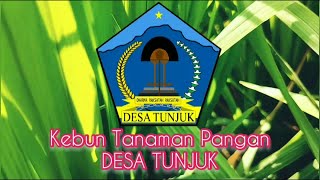 Kebun Tanaman Pangan Desa Tunjuk
