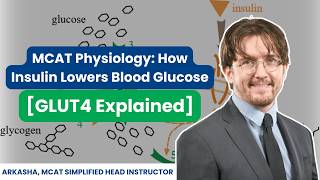 How Insulin Lowers Blood Glucose | GLUT4 Explained (MCAT Physiology)
