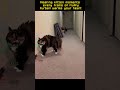 Healing kitten moments every frame of fluffy furball warms your heart #cat #petsrule #funny #pets