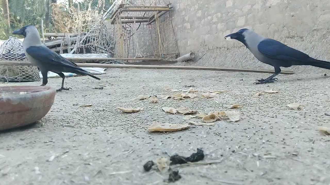 Episode 02 Clever Crows Share Bread & Sparrows Feast Together || Smart Bird Behavior | Hawa Birds Tv