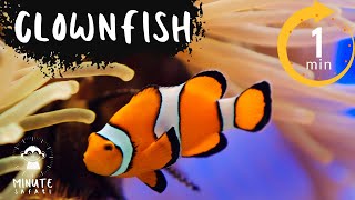 Clownfish | 1 Minute Safari | Life Among the Anemones