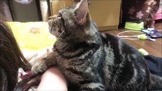 妹VS子猫