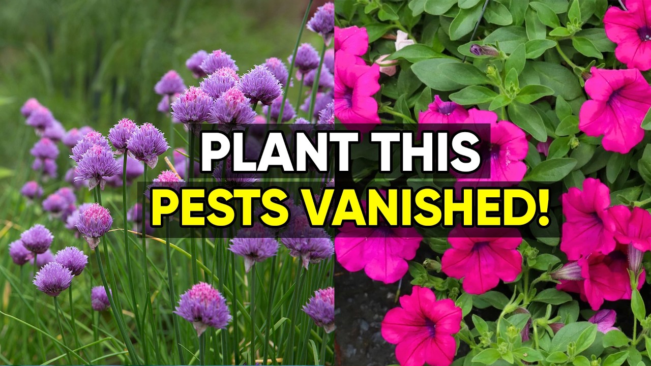 10 Companion Plants That Naturally Repel Garden Pests 🌿