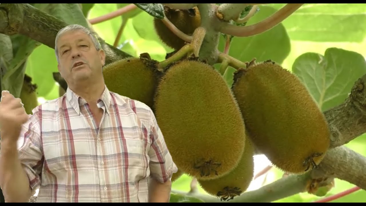 REI DOS KIWIS FAVELA DO LARANJO NOS BISCOITOS