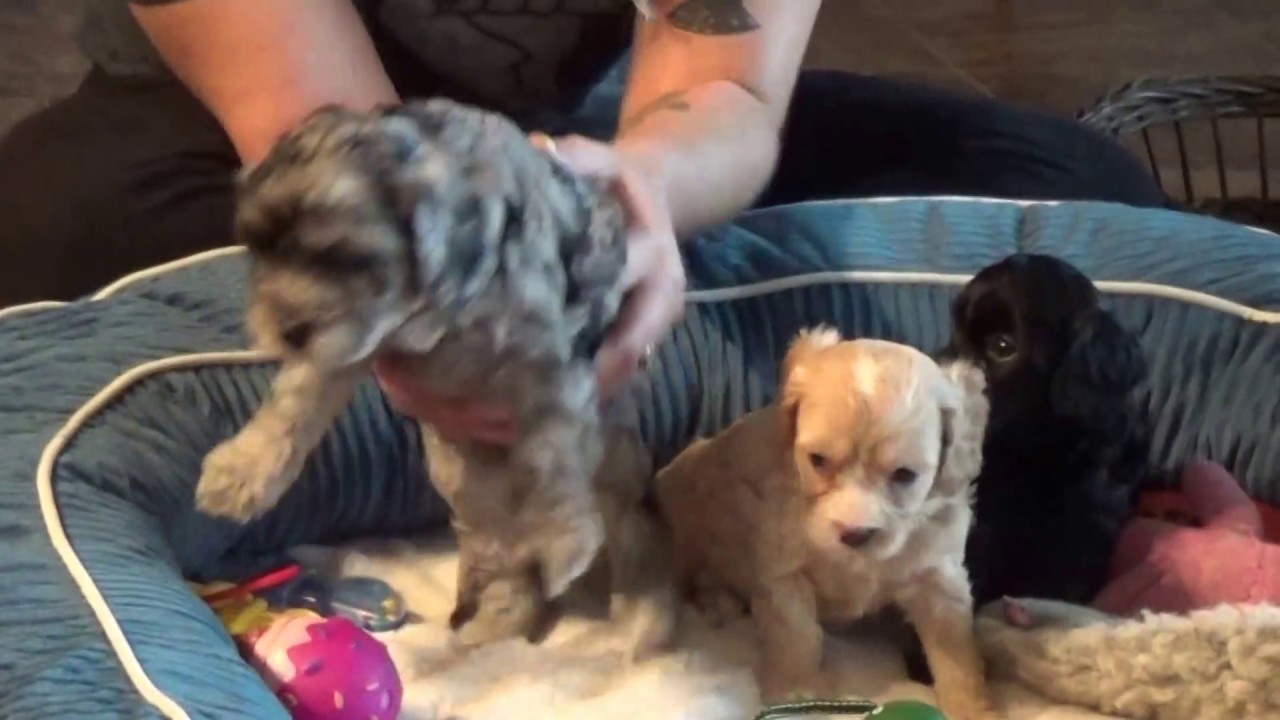 Tina, (Tara and Tido SOLD) cavapoo pups from www.KingdomDogs.com doodle معنى
