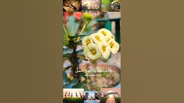 ما تيسر من سورة النمل بصوت يريح القلب