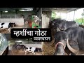 म्हशींचा गोठा व्यवस्थापन 🐃 | महाराष्ट्रातील म्हशीपालनासाठी उपयुक्त टिप्स | म्हशींचा गोठा Management