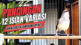 suara burung CIBLEK GACOR NGEBREN Pancingan Ciblek Semi bahan jadikan ciblek kristal gacor Tarung