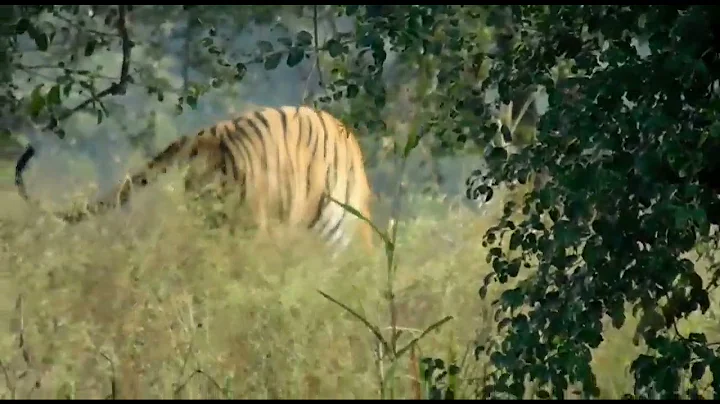 Tiger sighed by Deer Alarm calls