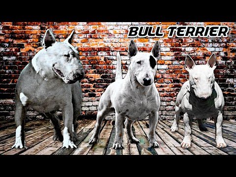 Video: Datos de la raza sobre el Bull Terrier en miniatura