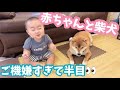 ご機嫌すぎて歯（キバ）を出しながらへそ天する柴犬とおしゃべり赤ちゃん