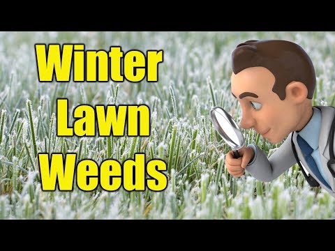 Video: Weedy Wintercress Info: Lär dig hur man bekämpar vinterkrasse ogräs