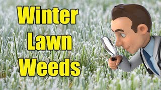 Winter Lawn Weeds