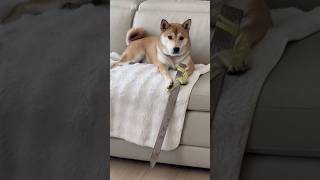 Sundari Kannal || Thalapathy #rajinikanthhits #spbhits #doggie 🐕#mindvoice #tamilhits  #tamilshorts