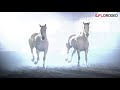 Virgil: The Best Bucking Horse Of All Time