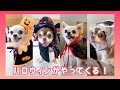 【犬服】ハロウィンの仮装するチワワが可愛いwww #shorts #dog #Chihuahua #Halloween【mero&milk】