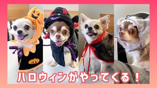 【犬服】ハロウィンの仮装するチワワが可愛いwww #shorts #dog #Chihuahua #Halloween【mero&milk】