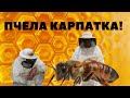 ПЧЕЛА КАРПАТКА!