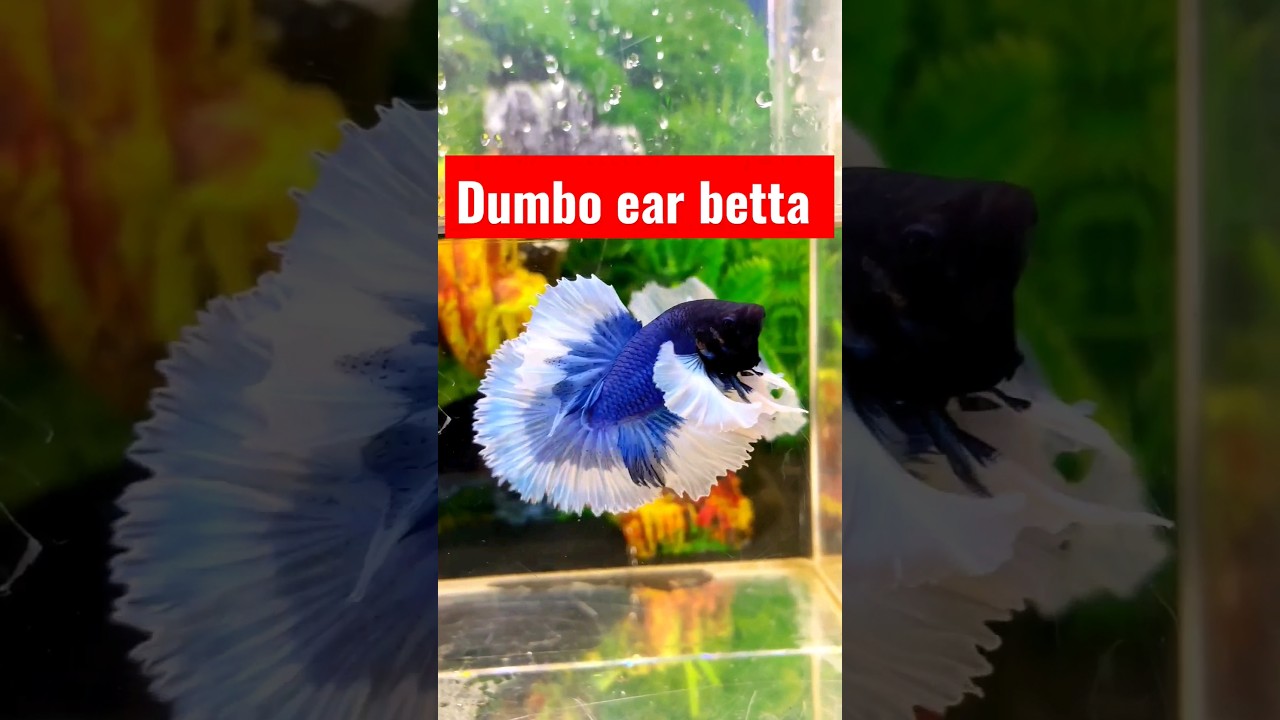 dumbo ear betta fish 😍 