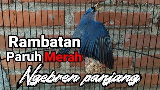Download Lagu Burung Rambatan Paruh Merah (sold) || ngebren cigun dan cililin minat link wa ada di deskripsi MP3