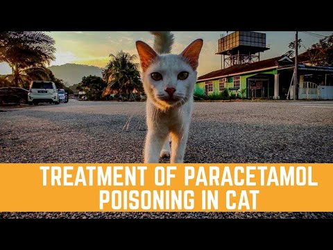 Visual Reference: How To Manage Acetaminophen Toxicity In Pet Animals