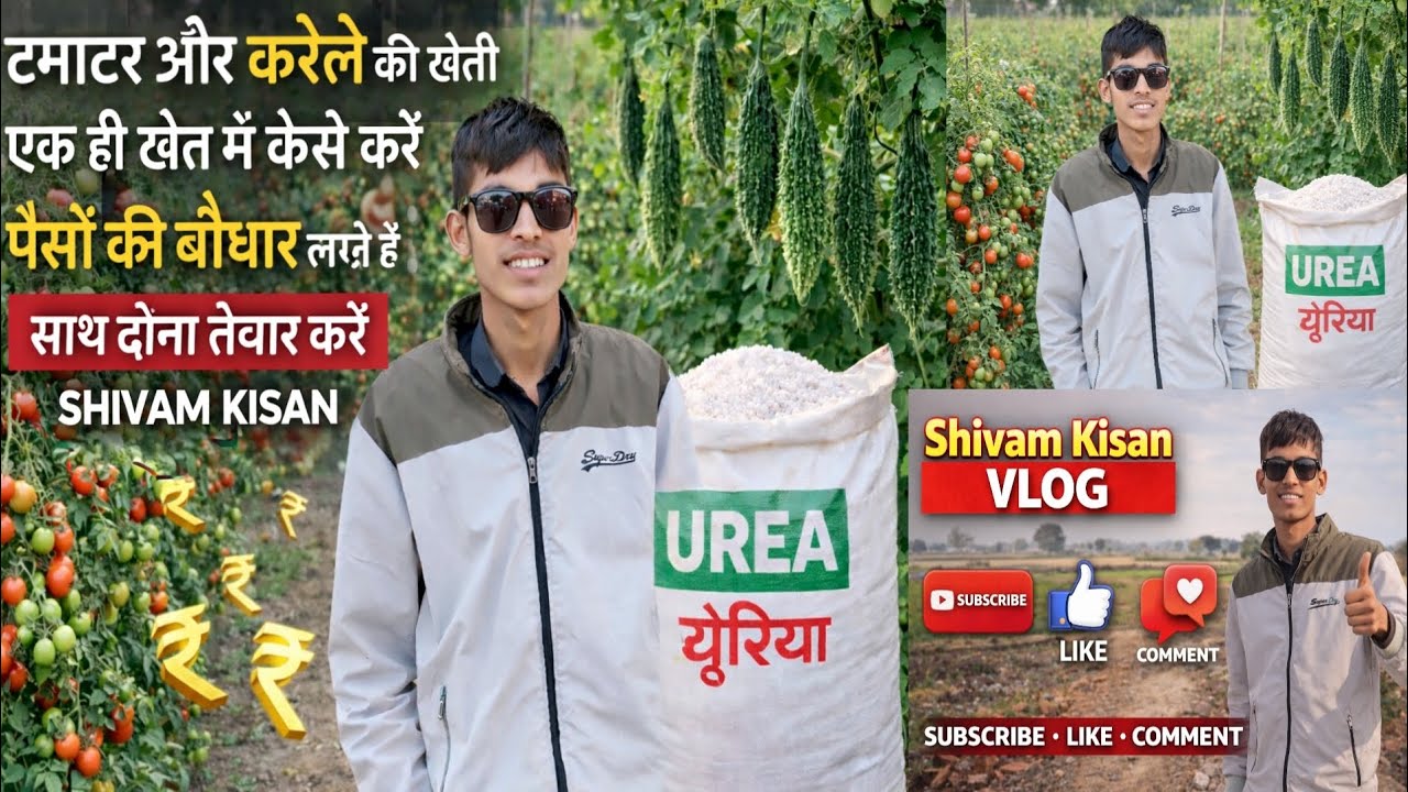 एक ही खेत में टमाटर और करेला की खेती 🌱 डबल फसल से लाखों की कमाई कैसे करें?टमाटर + करेला #shivamkisan