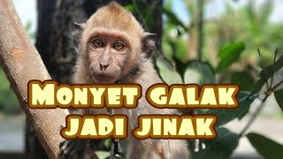 menjinakan monyet cara cepat