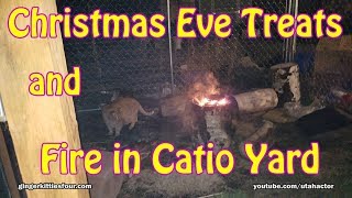 Christmas Eve with Ginger Kitties Four in the Catio Yard