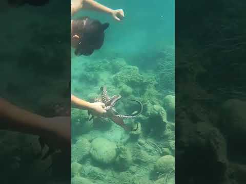 Χταπόδι Τέρας 🐙