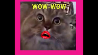 You Won't Believe How Cats Meows by Human Voice: The Ultimate Wow Factor!