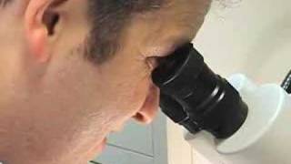 Obesity and Infection