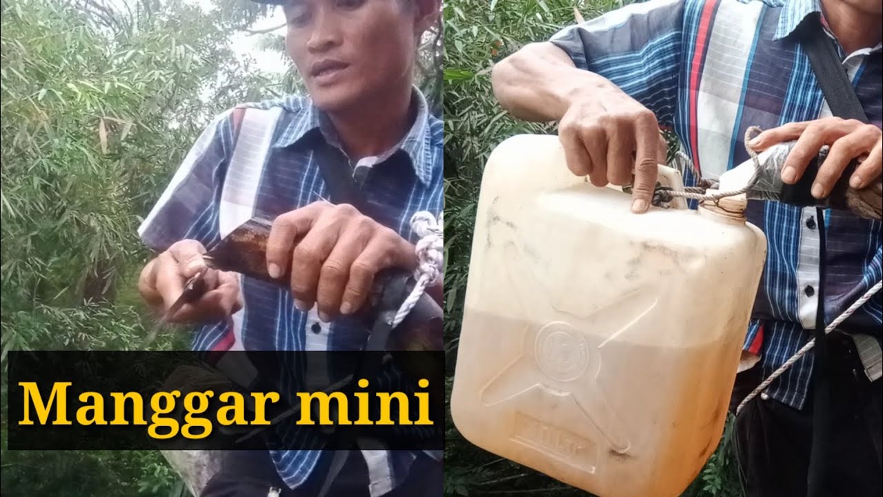Menyadap aren manggar mini