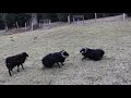 Ouessant rams fighting | Souboj ouessantských beranů