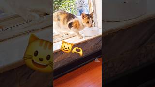 do You Love Mecat cute shorts film catshorts baby mylove funny mrbeast pets viral