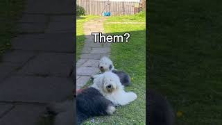 The breed is Old English sheepdog