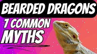 Bearded Dragons: 7 Common Myths