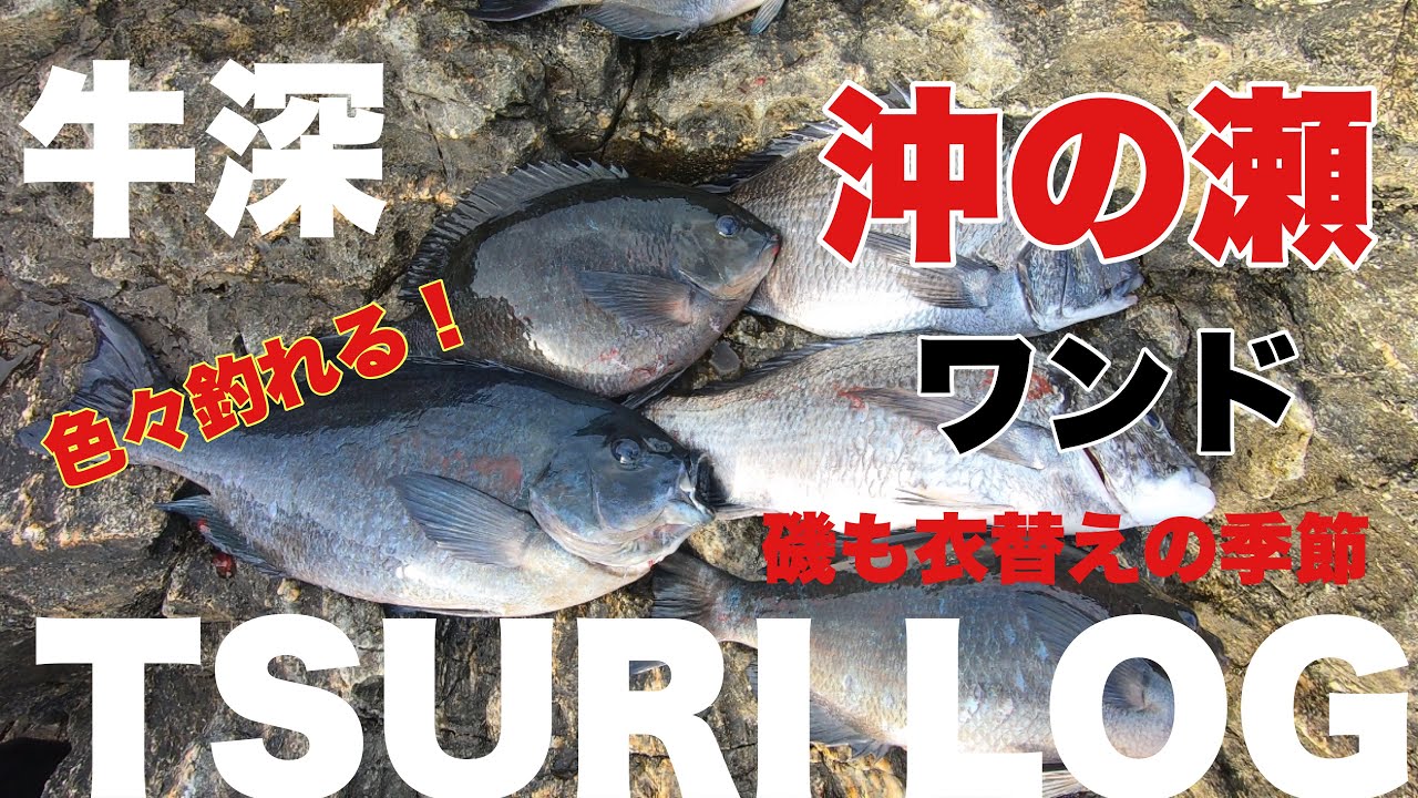 【釣りログ　牛深　中の瀬ワンド】牛深の磯は色々釣れて楽しめます！！