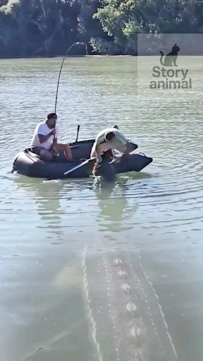 WOW SAKING PANIK NYA PRIA INI  DAPAT IKAN BESAR MALAH CEMLUNG ‼️😲  #shorts #fishing #amazing #viral