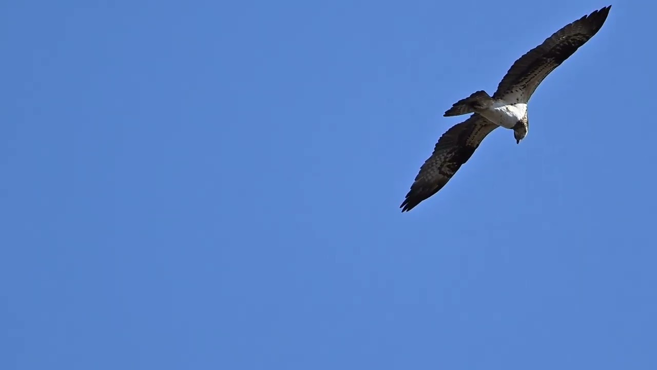 1/4　多摩川のオナガガモ