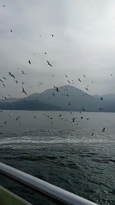 Kuntul baris