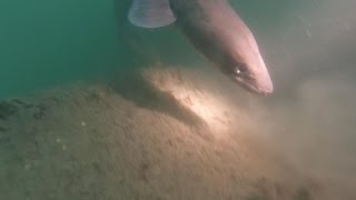 Conger eel encounter while diving on a wreck in poor visibility.
