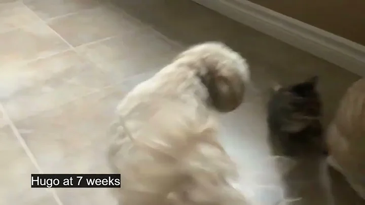 Video 6786661: domestic shorthair, shorthair meets, manx