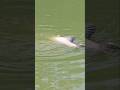 Amazing fishing video #fishing #fish #shortsviral #vlog #viralvideos