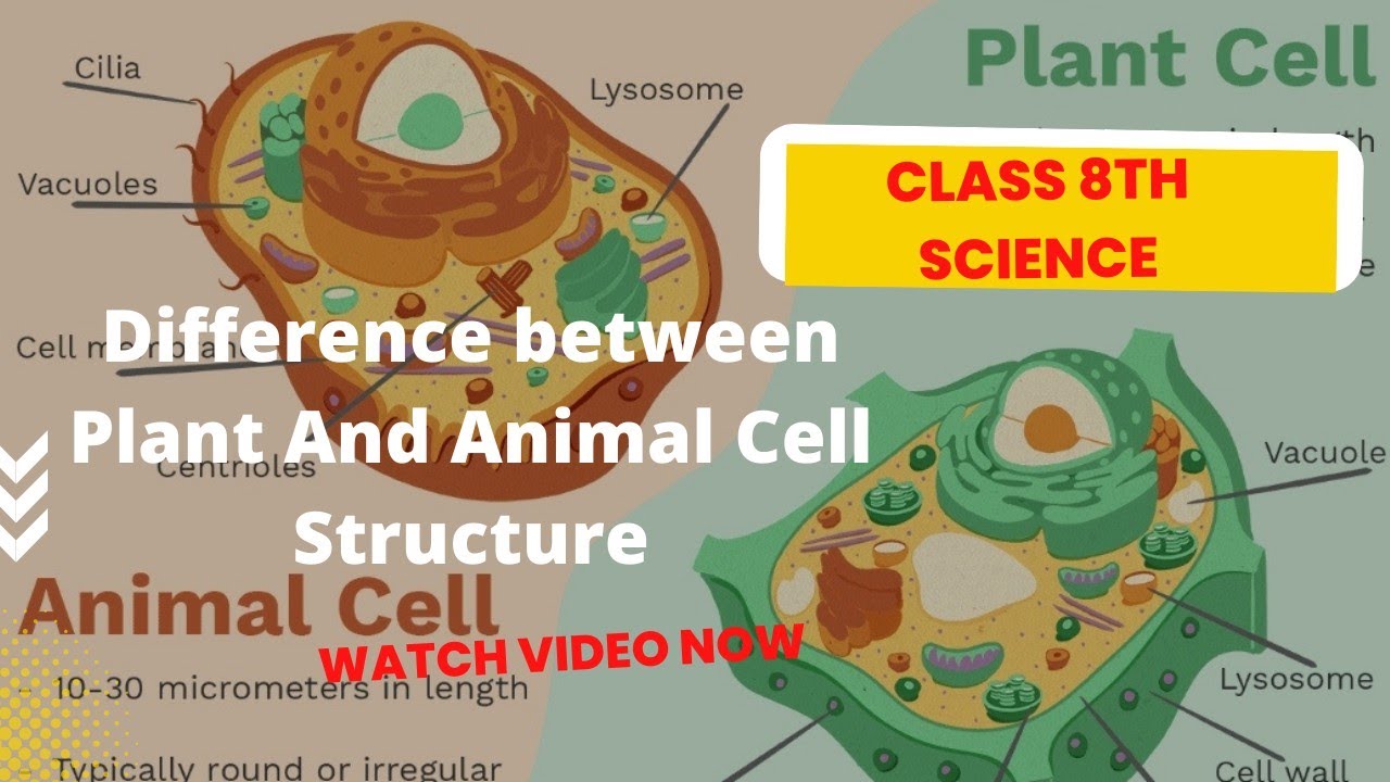 Difference Between Plant And Animal Cell | Class 8th Science Chapter 8 ...